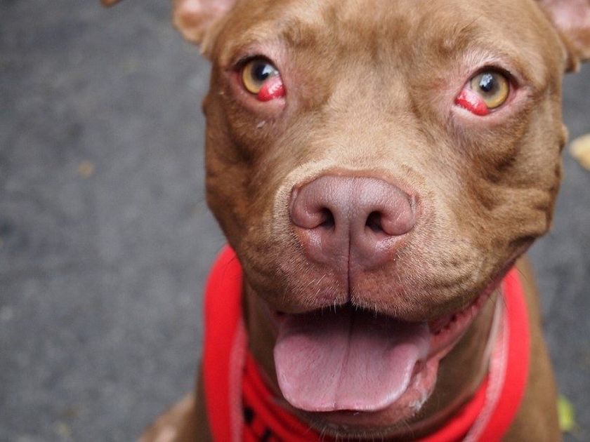 Prolapsus de la troisième paupière chez un chien