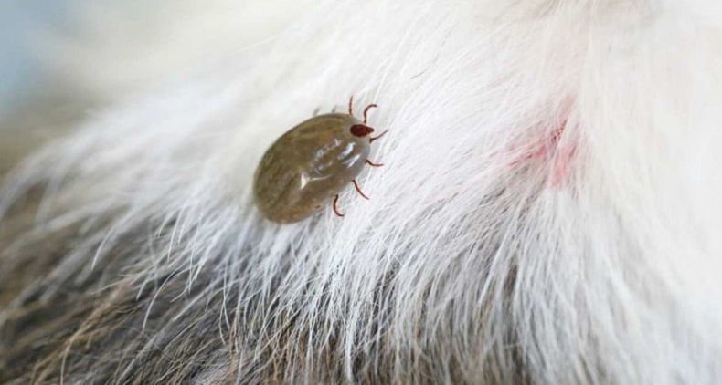 Tique sur un chien