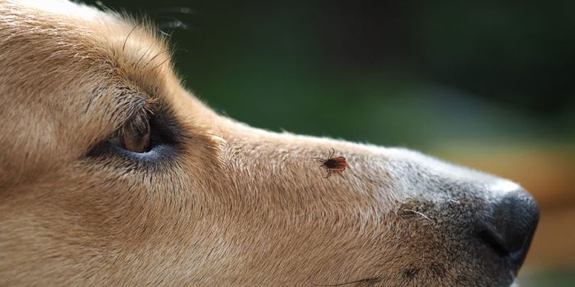 Répulsif anti-tiques pour chiens