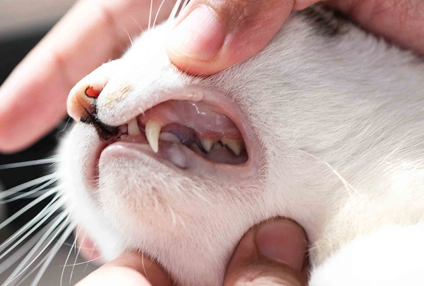 dents de chat