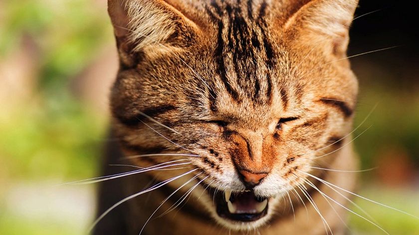Le chat a mal aux dents.