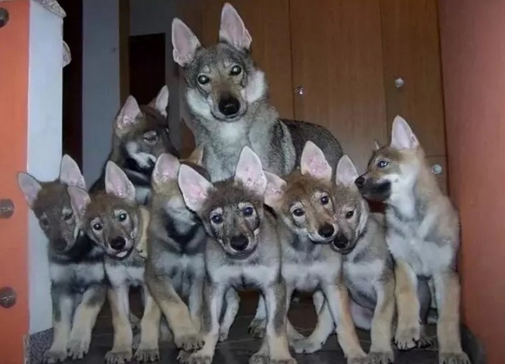 Chiots Berger Tchèque