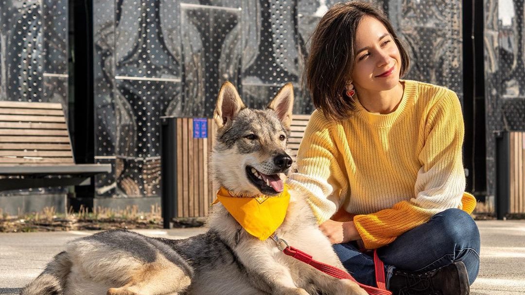 Un chien-loup avec son propriétaire