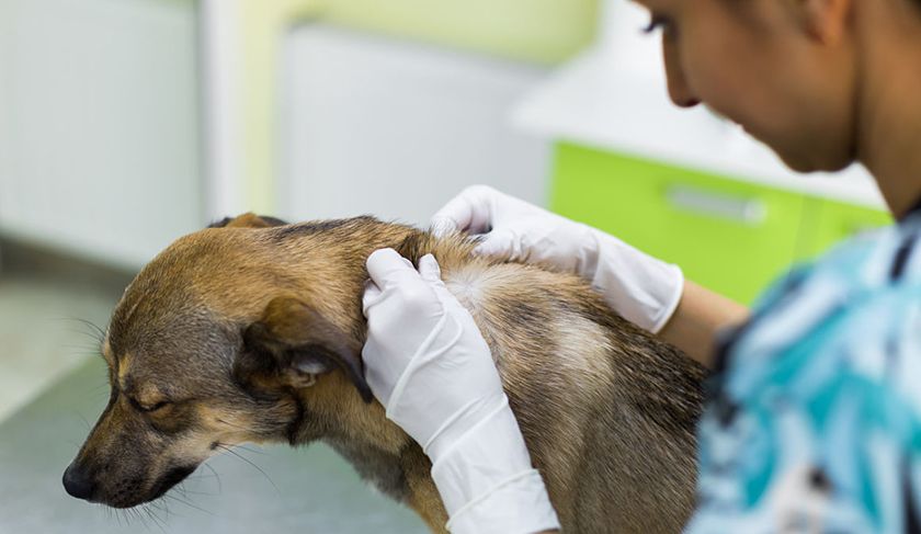 Teigne chez un chien