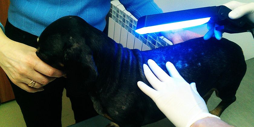 Chien chez le vétérinaire