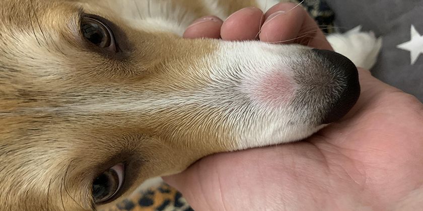 Dermatophytose chez un chien