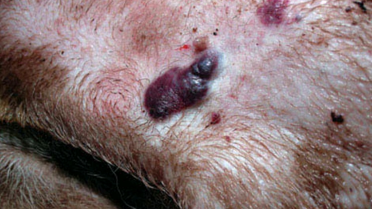 Formation sur la peau d'un animal