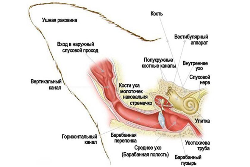 La structure de l'oreille d'un chat