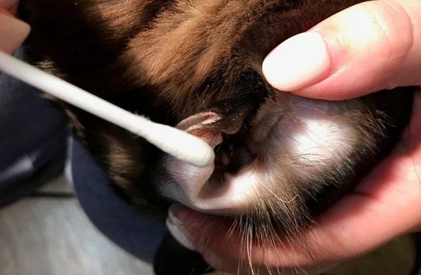 Nettoyer l'oreille d'un chat