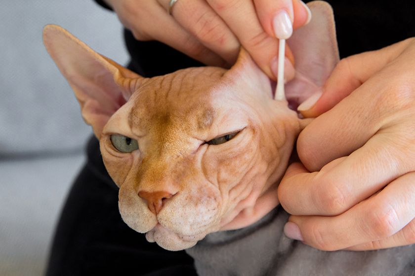 On nettoie les oreilles du chat