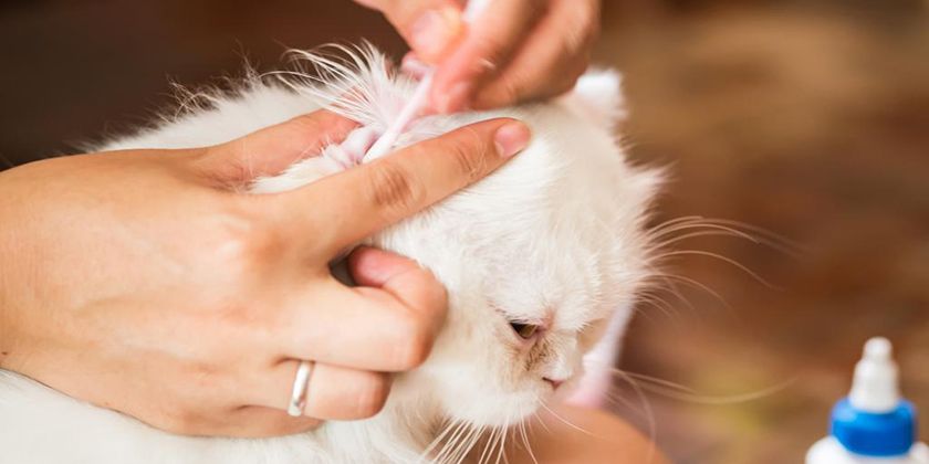 Comment nettoyer les oreilles d'un chat