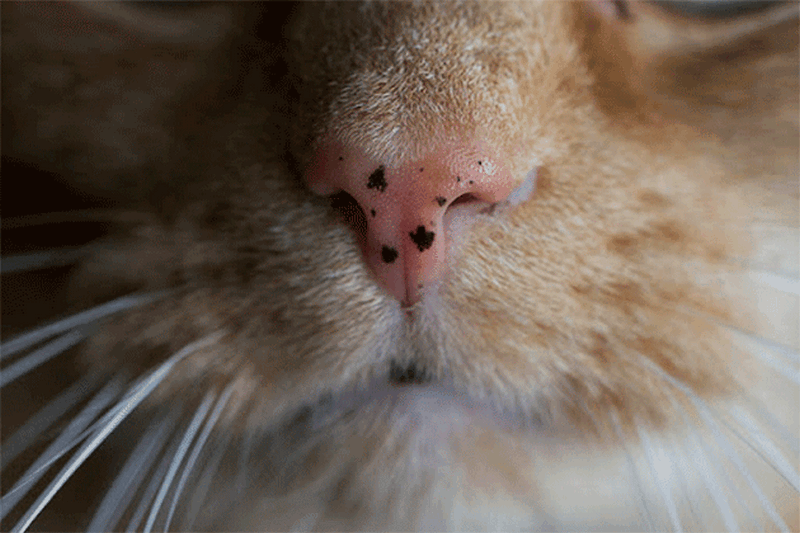 Lentigo sur le nez d'un chat