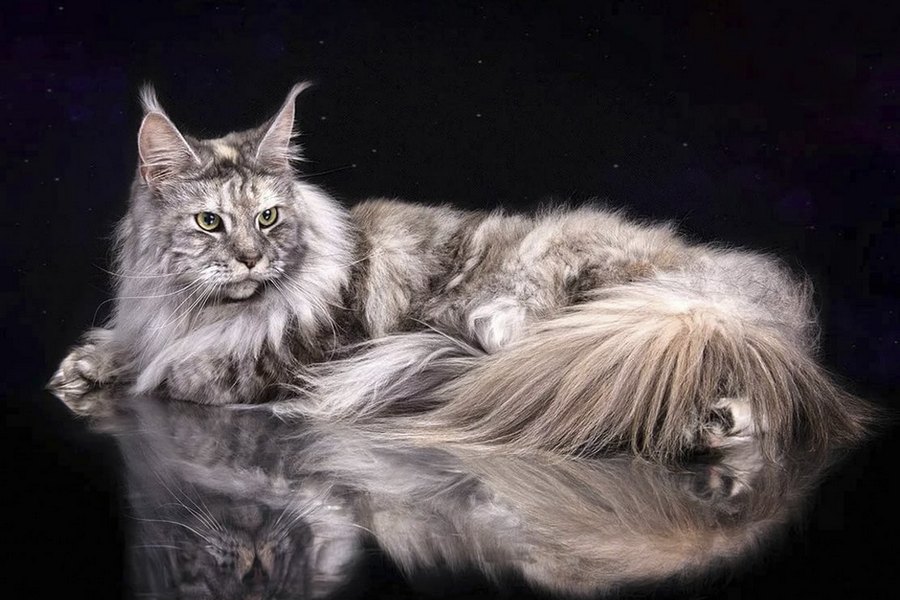chat Maine Coon