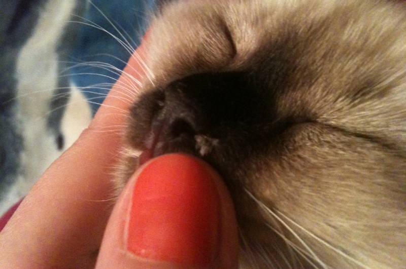 Un chat atteint de papillome