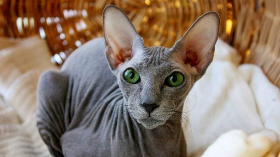 Peterbald gris