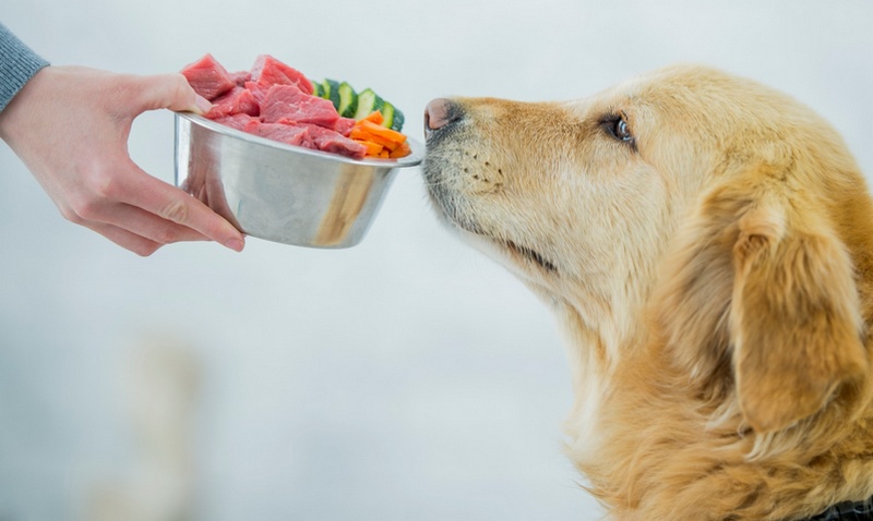 Le chien renifle la nourriture