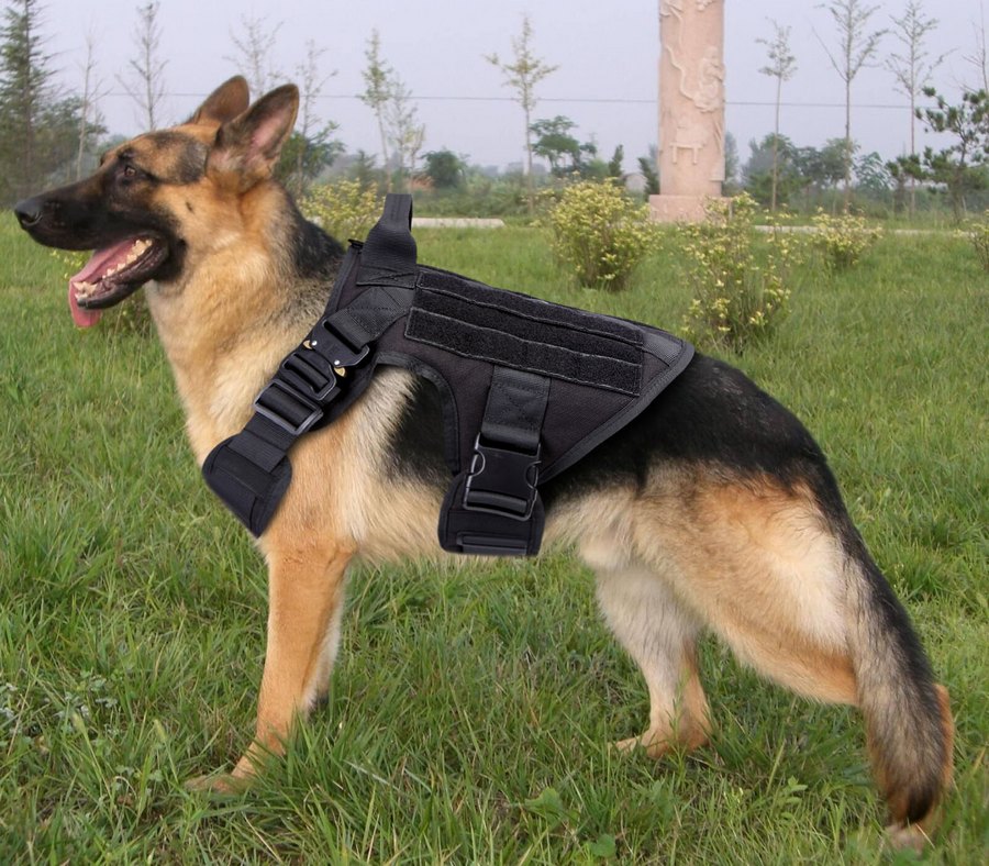 Un chien en état de marche