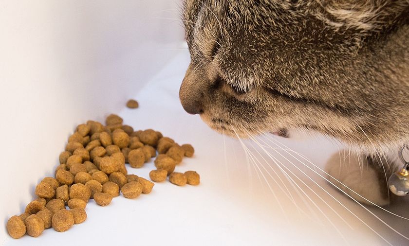 Le chat mange de la nourriture