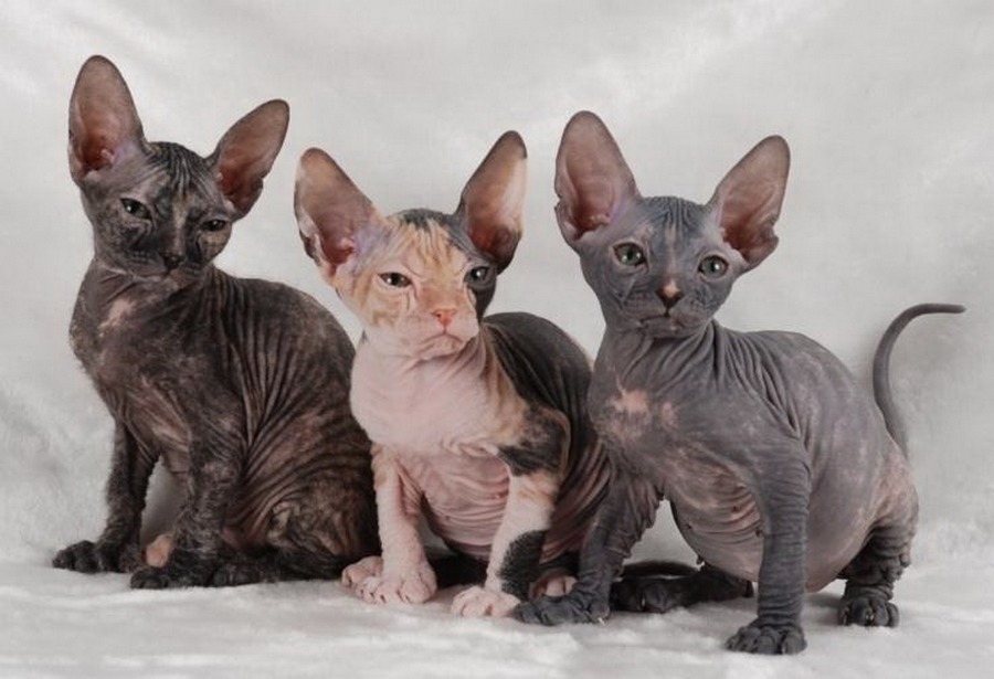 chatons Sphynx