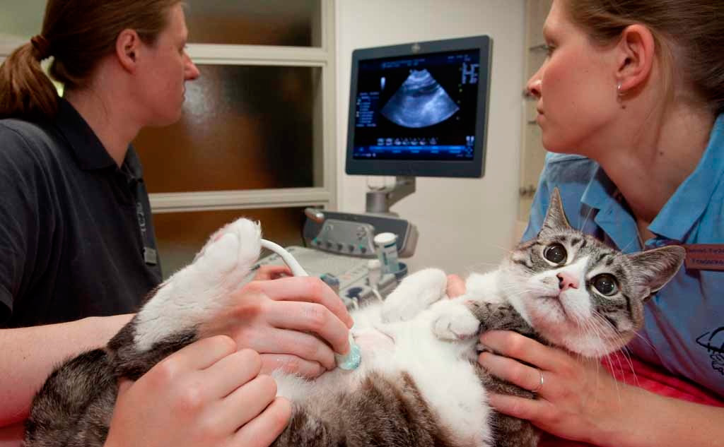 Tout savoir sur les échographies chez le chat