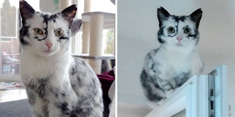 Vitiligo chez un chat