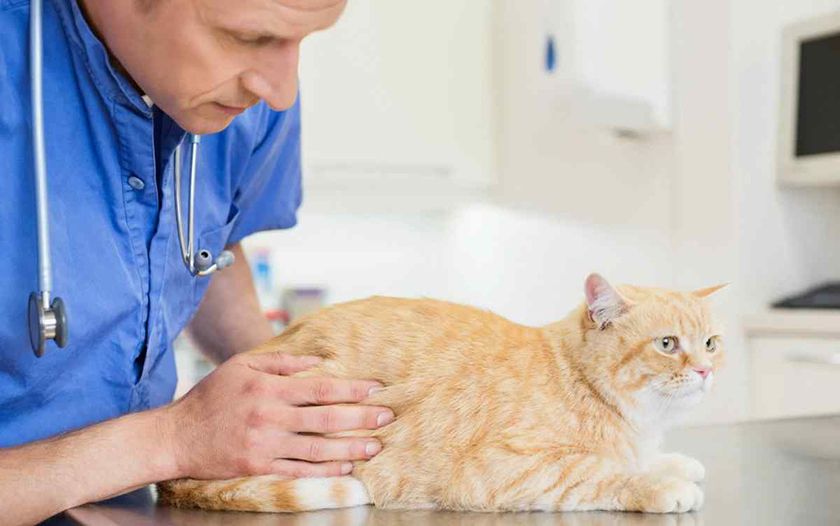 Un chat chez le médecin
