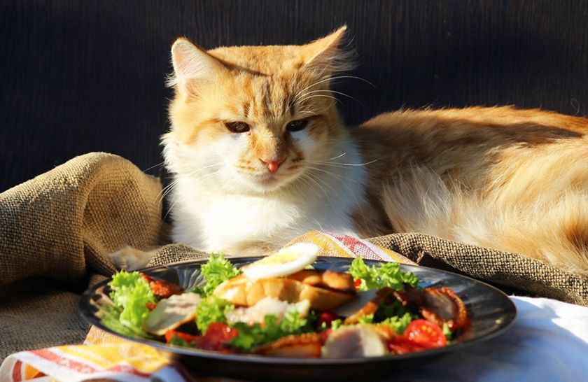Un chat près d'une assiette