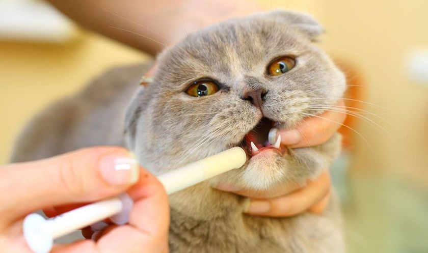 Médicaments pour chat
