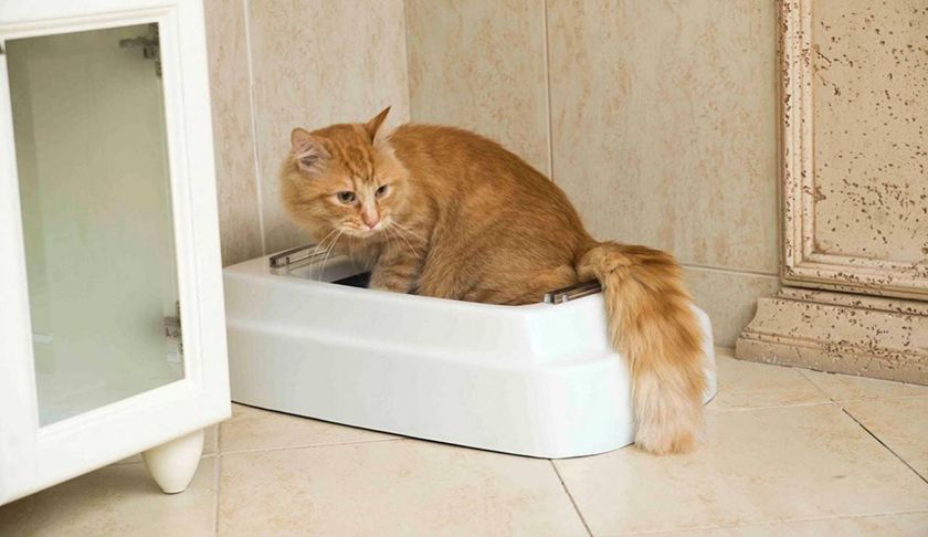 Chat dans la litière