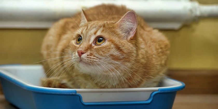 Constipation chez un chat