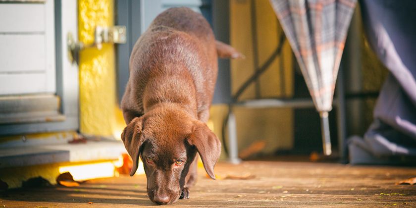 Vomissements jaunes chez un chien