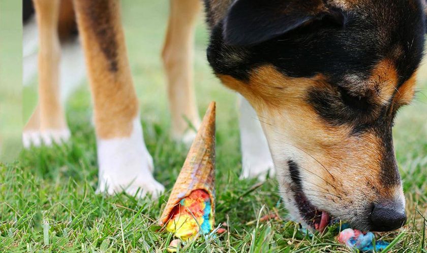 Le chien mange de la glace