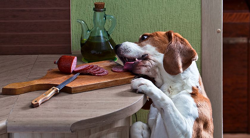 Le chien vole la saucisse