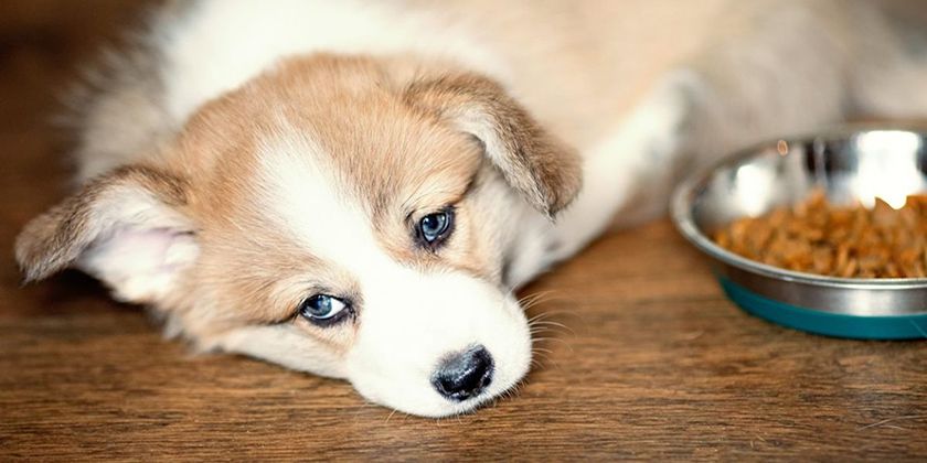 Le chiot n'a pas d'appétit