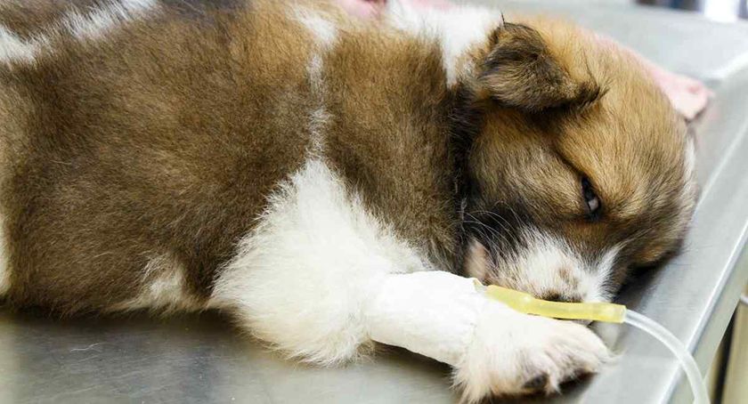 Chiot en cours de traitement