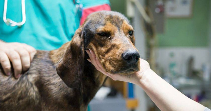 Chien à la clinique