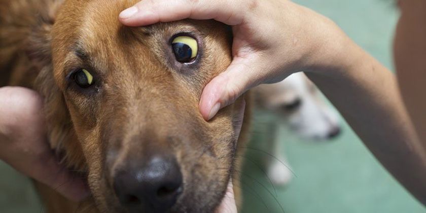 Symptômes de la jaunisse