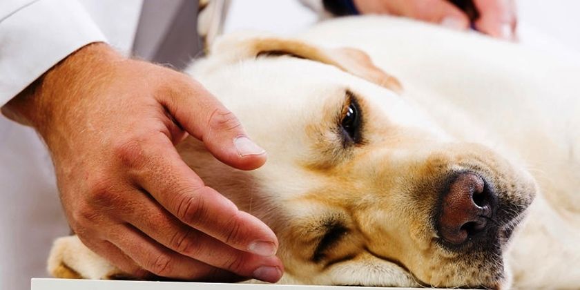 Un chien chez le médecin