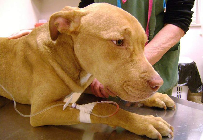 Traitement de la jaunisse