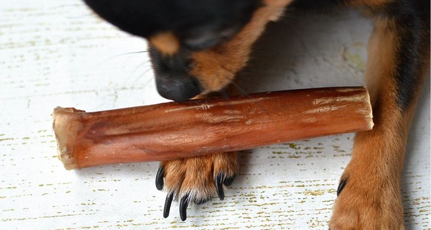 Pénis de taureau séché pour chiens