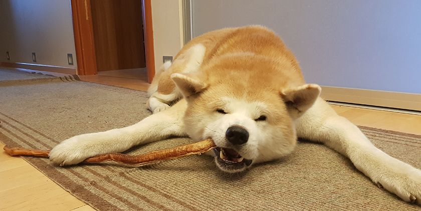 Le chien mange de la racine de taureau