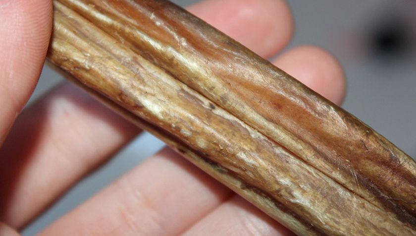 Pénis de taureau séché