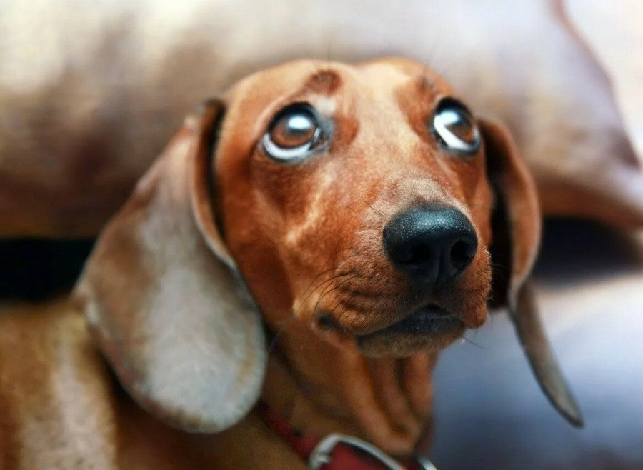 Troubles digestifs chez les chiens