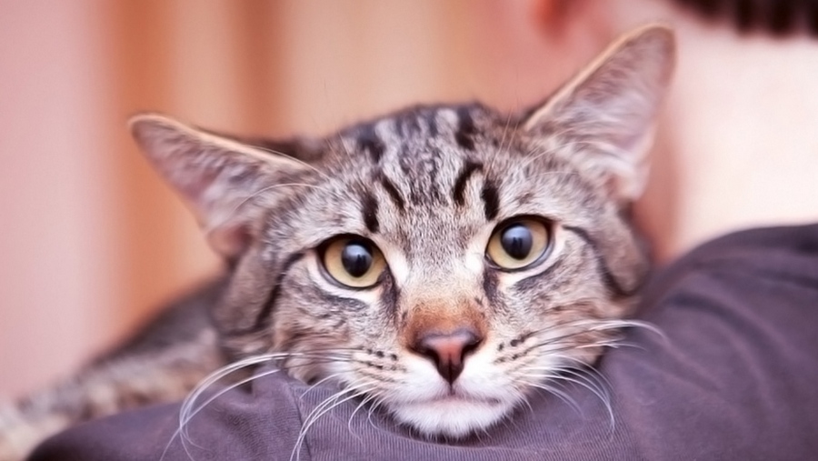 Un chat sur l'épaule d'un homme