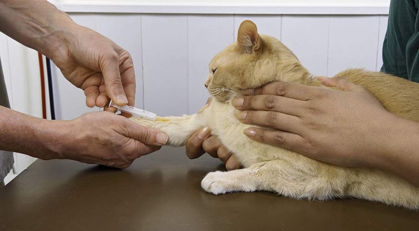 Un chat chez le médecin
