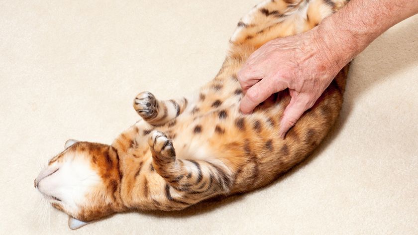 Massez le ventre du chat