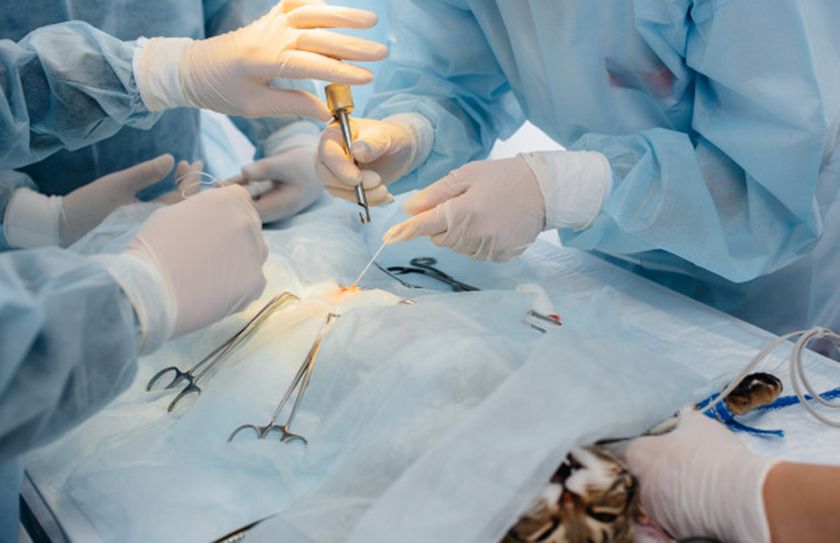 Une opération chirurgicale pour un chat