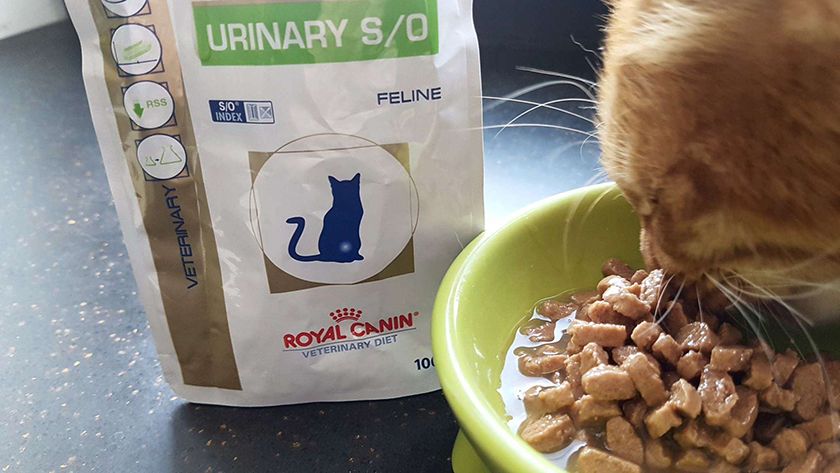 Aliment diététique pour chats