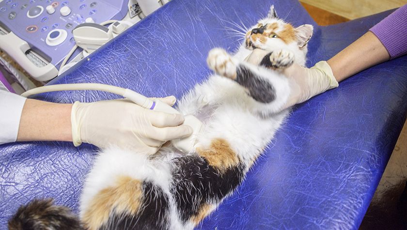 Échographie de la cavité abdominale du chat