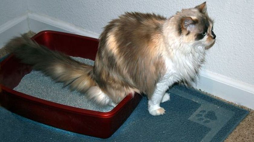 Un chat dans sa litière